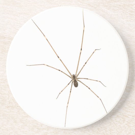 Spider Getränkeuntersetzer (Vorne)