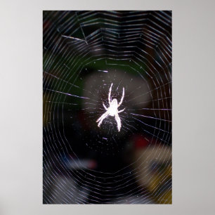 Spider in Web 2 Poster