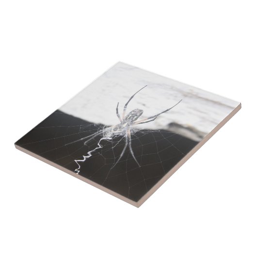 Spider Keramik Tile Fliese (Seite)
