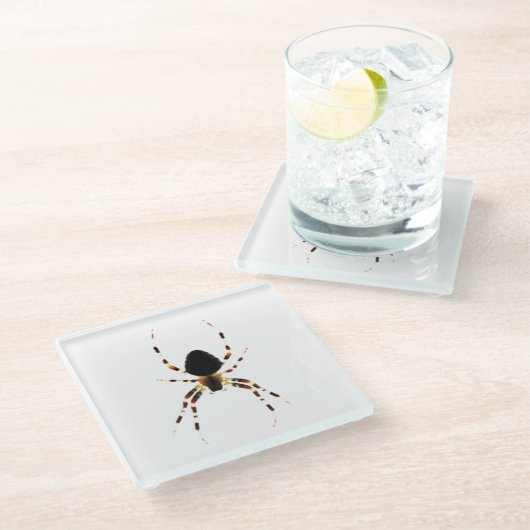 Spider Küstenercna Glasuntersetzer (Schrägansicht)