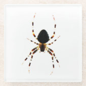 Spider Küstenercna Glasuntersetzer (Vorderseite)