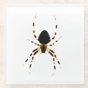 Spider Küstenercna Glasuntersetzer