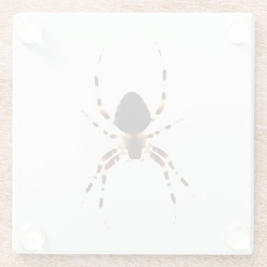 Spider Küstenercna Glasuntersetzer (Rückseite)