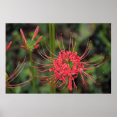 Spider Lily Poster (Vorne)