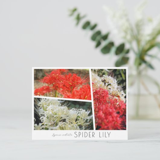 Spider Lily Postkarte (Stehend Vorderseite)