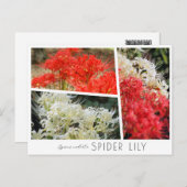 Spider Lily Postkarte (Vorne/Hinten)