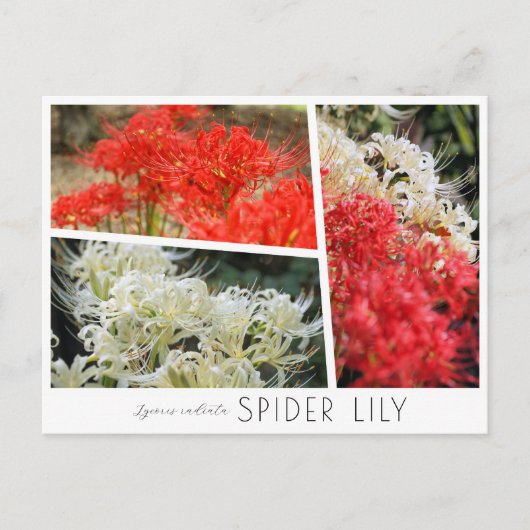 Spider Lily Postkarte (Vorderseite)