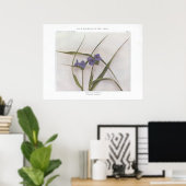 Spider Lily; Spiderwort - Tradescantia virginiana Poster (Heimbüro)