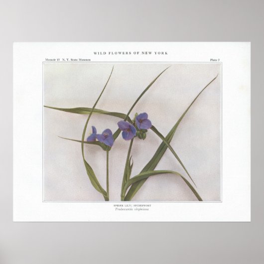 Spider Lily; Spiderwort - Tradescantia virginiana Poster (Vorne)