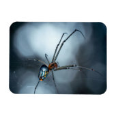 Spider Lovers | Beauty Spider mit Weben Magnet (Horizontal)