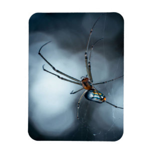 Spider Lovers   Beauty Spider mit Weben Magnet