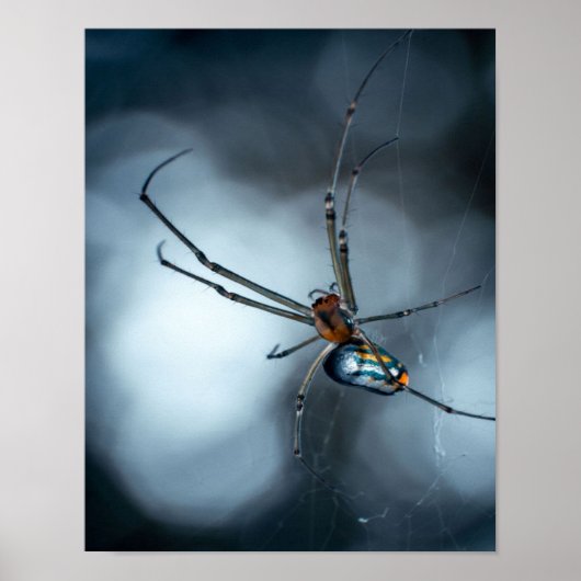 Spider Lovers | Beauty Spider mit Weben Poster (Vorne)