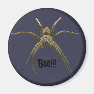 Spider Magnet