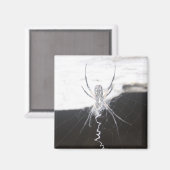 Spider Magnet (Vorderseite/Rückseite)