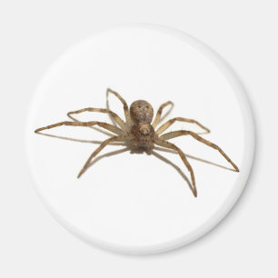 Spider Magnet