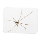 Spider Magnet (Horizontal)