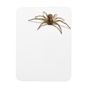 Spider Magnet