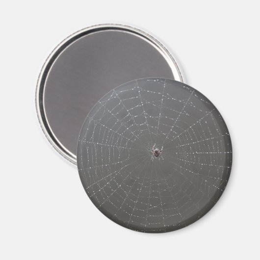 Spider Magnet (Vorderseite/Rückseite)