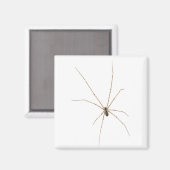 Spider Magnet (Vorderseite/Rückseite)