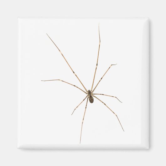 Spider Magnet (Vorne)