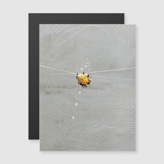Spider Magnetkarte (Vorne/Hinten)