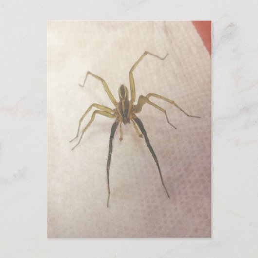 Spider Male Postcard Postkarte (Vorderseite)