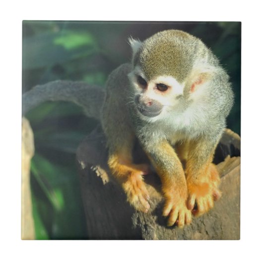 Spider Monkey Fliese (Vorderseite)