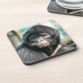 SPIDER MONKEY GETRÄNKEUNTERSETZER (Linke Seite)