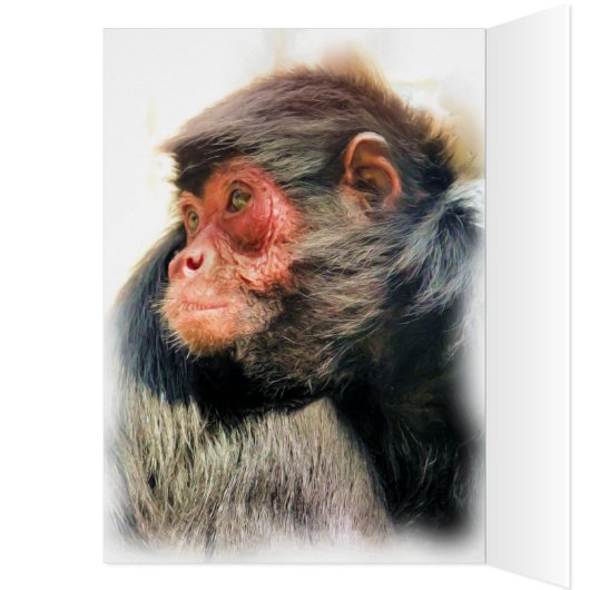 SPIDER MONKEY GREETINGS CARDS (Innen (Links))