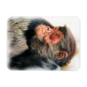 SPIDER MONKEY MAGNET (Horizontal)