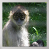 Spider Monkey Poster (Vorne)