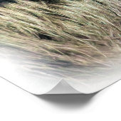 SPIDER MONKEY POSTER (Ecke)