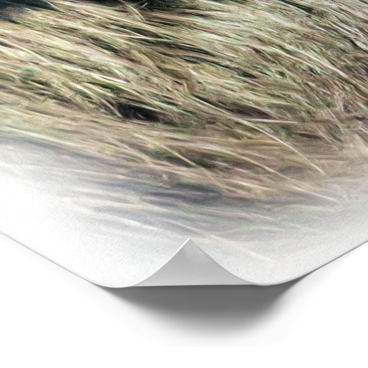 SPIDER MONKEY POSTER (Ecke)