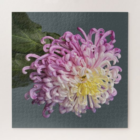 Spider Mum Puzzle (Horizontal)