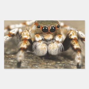Spider Nature Animals Wildinsekten Rechteckiger Aufkleber