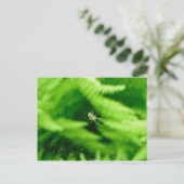 Spider Orb Weaver on Ferns Postcard Postkarte (Stehend Vorderseite)