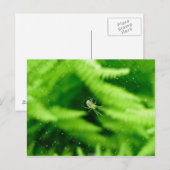 Spider Orb Weaver on Ferns Postcard Postkarte (Vorne/Hinten)
