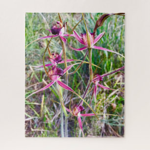 Spider Orchids Puzzle