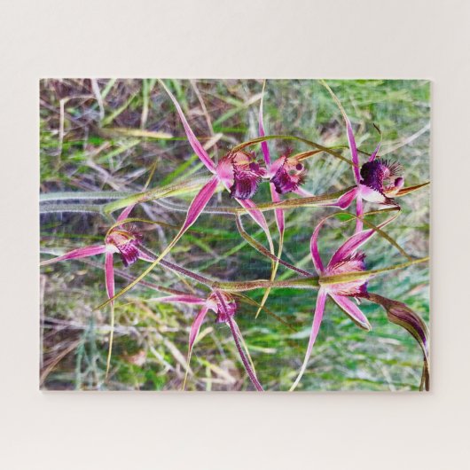 Spider Orchids Puzzle (Horizontal)
