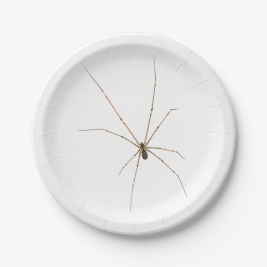 Spider Pappteller (Vorderseite)