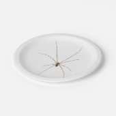 Spider Pappteller (Schrägansicht)