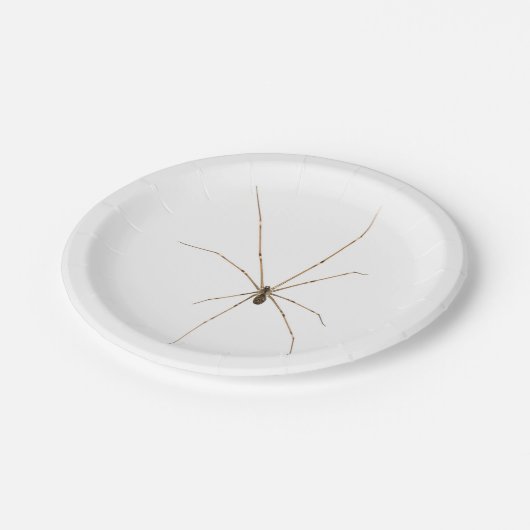 Spider Pappteller (Schrägansicht)