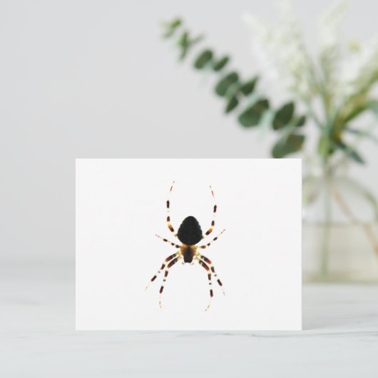 Spider pccnm postkarte (Stehend Vorderseite)