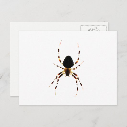 Spider pccnm postkarte (Vorne/Hinten)
