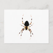 Spider pccnm postkarte (Vorderseite)