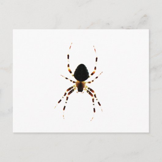 Spider pccnm postkarte (Vorderseite)