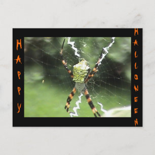 Spider Postcard Postkarte