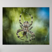 Spider Poster (Vorne)