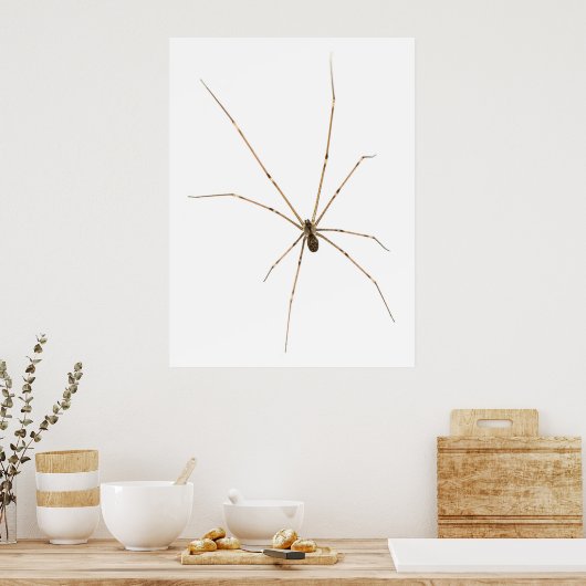 Spider Poster (Küche)