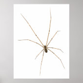 Spider Poster (Vorne)